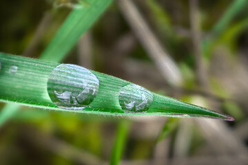 drops on grass