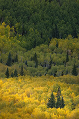 Light shining on evergreen trees among huge mountain slope of Aspen trees in autumn, Uncompahgre National Forest, Colorado