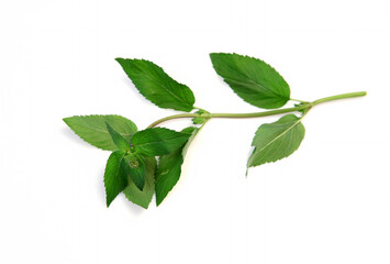 sprig of mint on white background