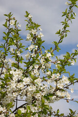 blooming cherry plum against the background of a bright blue spring sky. White flowers on a branch. Prunus cerasifera. Clouds.