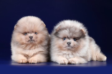 Two cute little pomeranian puppies