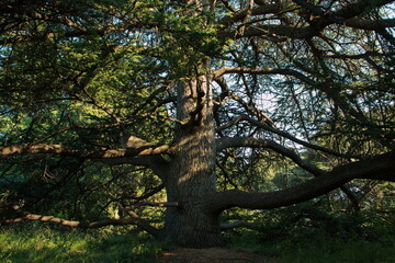 Giant tree in park at Castello di Miramare in Grignano near Trieste, Italy, Europe
