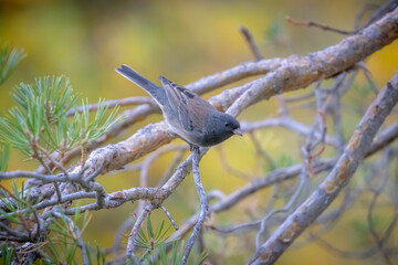 USA, Colorado, Fort Collins. Dark-eyed junco on limb.
