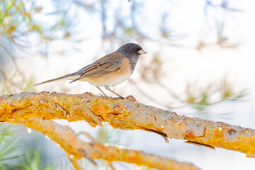 USA, Colorado, Fort Collins. Dark-eyed junco female on limb.
