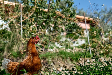 Free-grazing domestic hen on a traditional free range poultry organic farm. Adult chicken walking on the green grass.