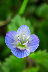 blue flower in the garden