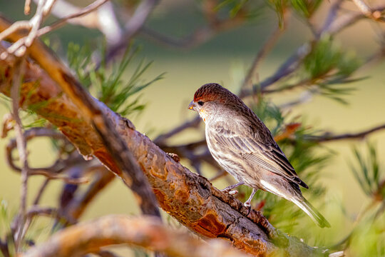 USA, Colorado, Fort Collins. Male House Finch On Limb.