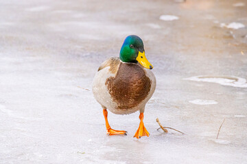 USA, Colorado, Loveland. Male mallard duck walking on ice.
