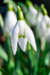 Obraz premium snowdrop