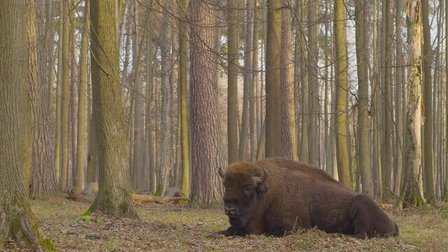 Bison is a genus of bulls common in the northern hemisphere