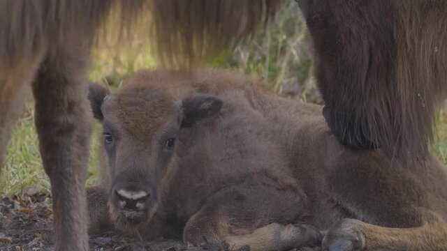 Bison is a genus of bulls common in the northern hemisphere