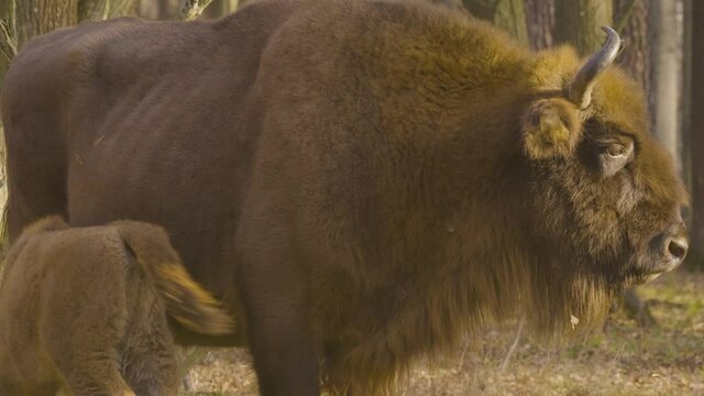 Bison is a genus of bulls common in the northern hemisphere