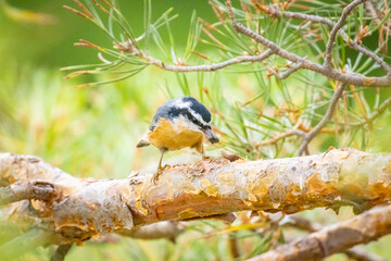 USA, Colorado, Fort Collins. Red-breasted nuthatch eating seed.