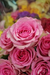 bouquet of pink roses