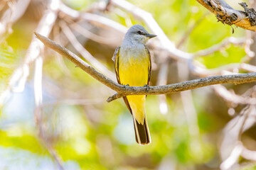 USA, Colorado, Fort Collins. Western kingbird male close-up.