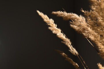 Dry branches of pampas grass on a black background wall indoors. Minimal composition with natural...