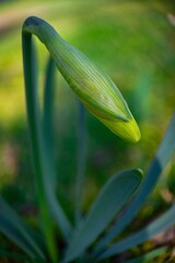 lily of the valley
