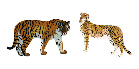 Tiger and cheetah vector pattern on white background 