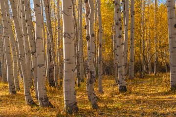 USA, Colorado. Gunnison National Forest, early morning light on autumn colored grove of quaking...
