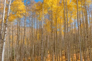 USA, Colorado. Gunnison National Forest, morning light on autumn colored grove of quaking aspen with colorful understory, near Kebler Pass.