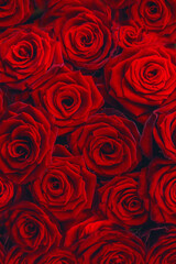 Beautiful background with red roses. Selective focus.