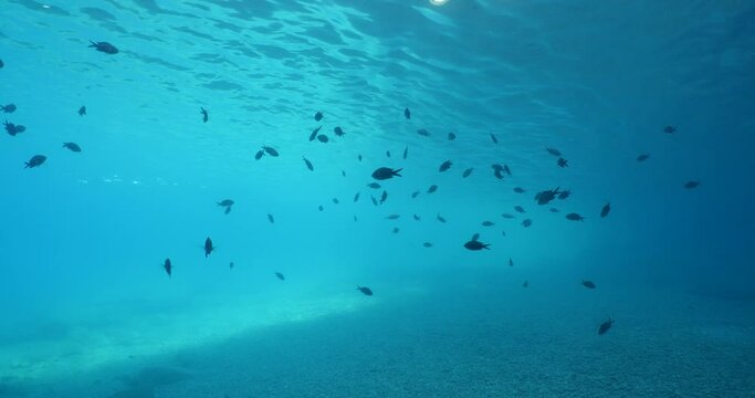 underwater scenery blue water damsel fish school ocean scenery mediterranean