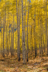 USA, Colorado. Uncompahgre National Forest, Grove of autumn colored aspen with colorful understory, below Owl Creek Pass.