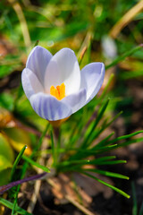 Fototapeta premium spring crocus flower