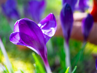 purple crocus flowers