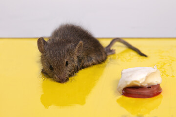 Little gray mouse trapped in a sticky trap