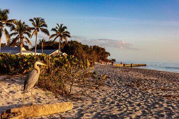 Great blue heron at Blind Pass Beach on Sanibel Island, Florida, USA