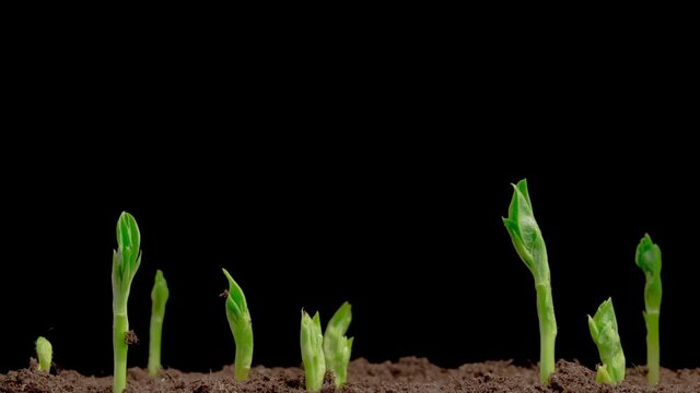 Beautiful Time Lapse of Growth Vicia Faba Plants Against a Black Background. 4K.