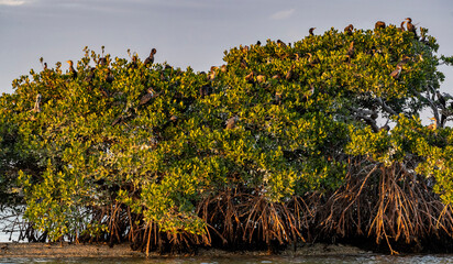 Double-crested cormorant rookery at Ten Thousand Islands National Wildlife Refuge in Everglades National Park, Florida, USA