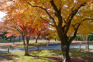 秋の二条城　城内の紅葉　京都市中京区