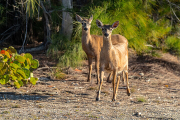 Key Deer on No Name Key in Florida, USA