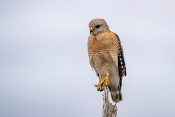Red-shouldered hawk in Everglades National Park, Florida, USA