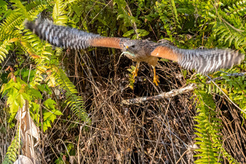 Red-shouldered hawk with freshly caught green anole lizard at Corkscrew Swamp Sanctuary near Naples, Florida, USA