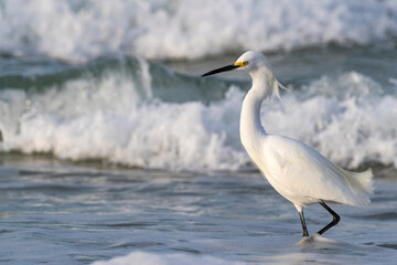 Snowy egret in surf in Naples, Florida, USA