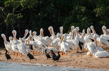 White pelicans and Double-Crested Cormorants at Ten Thousand Islands National Wildlife Refuge in Everglades National Park, Florida, USA