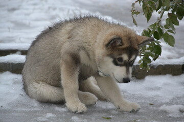 Alaskan Malamute on vacation in winter