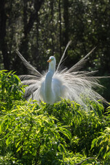Great Egret, Florida