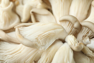 Fototapeta na wymiar Oyster mushrooms all over background, close up