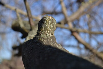 mini photos of flora plants,