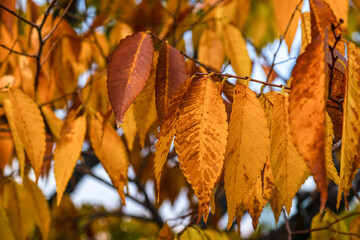 Yellow or brown autumn leaves.