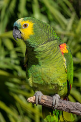 Orange-winged amazon, parrot