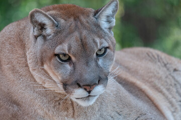 Florida Panther, Gatorland, Orlando, Florida