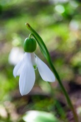 snowdrops in spring