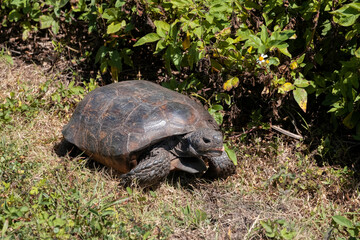 Obraz premium Gopher Tortoise, Florida