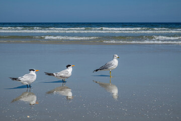 Ring-billed Gull and Royal Terns, Florida