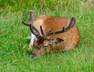 Male fallow deer lying deeply ducked in the green grass, Austria